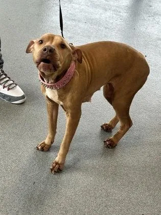 An adult medium-sized female Mixed Breed dog named Ladybird for adoption in West Chester, PA