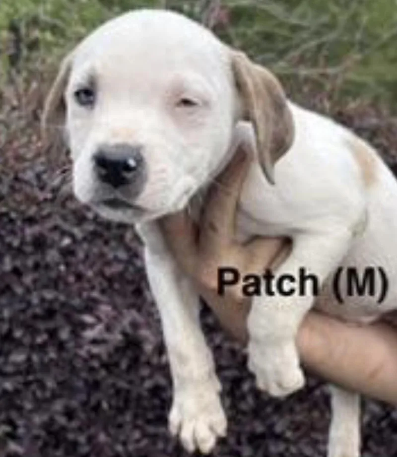A baby medium-sized male White / Cream Labrador Retriever dog named Patch for adoption in Parma, OH
