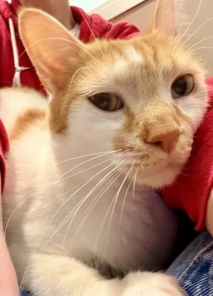 An adult small-sized female Domestic Short Hair cat named Matilda for adoption in Bellevue, WA