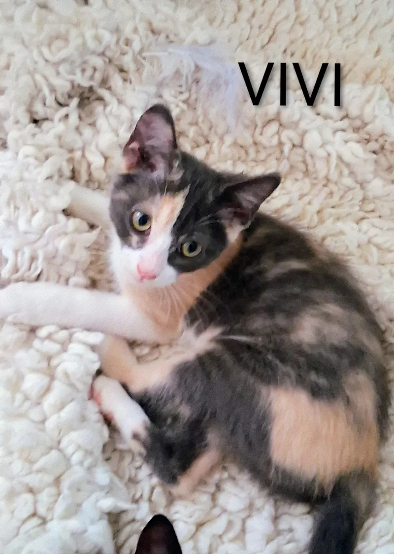 A baby medium-sized female Dilute Calico Domestic Short Hair cat named Vivi for adoption in Hawthorne, CA