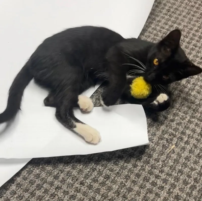 A young medium-sized male Black & White / Tuxedo Domestic Short Hair cat named Marshmallow Fluff for adoption in Phoenix , AZ