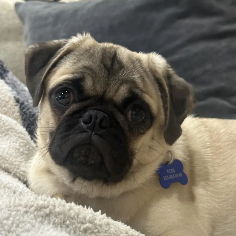 A baby small-sized female Yellow / Tan / Blond / Fawn Pug dog named Bamie for adoption in Bessemer, AL