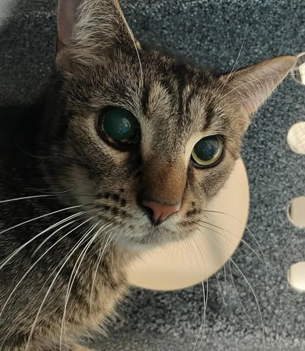 An adult medium-sized male Domestic Short Hair cat named Tigger for adoption in Staten Island, NY