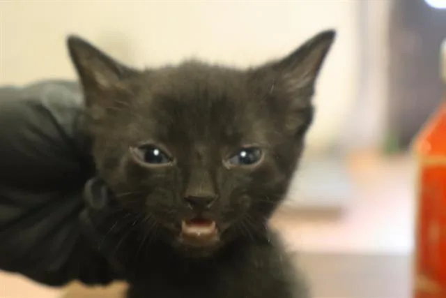 A baby small-sized male Domestic Short Hair cat named Titus for adoption in Columbia, SC