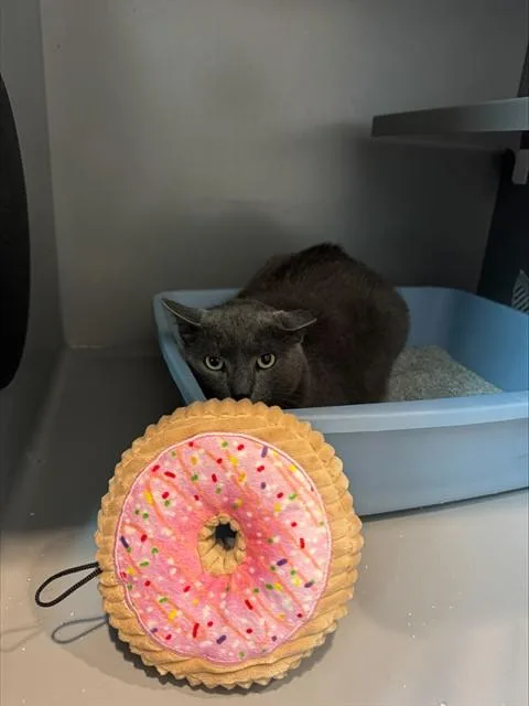 An adult medium-sized male Domestic Short Hair cat named Donut for adoption in Leesburg, VA