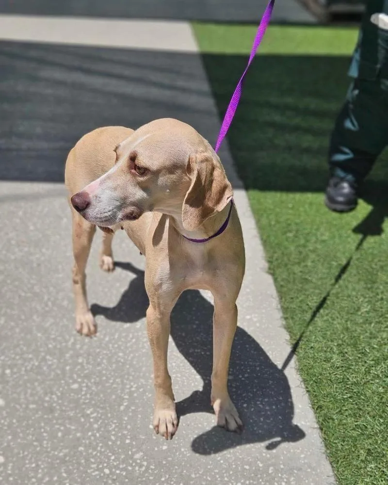 An adult medium-sized female White / Cream Hound dog named Jules for adoption in Lakeland, FL