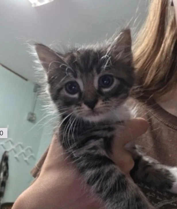 A baby small-sized female Tabby (Gray / Blue / Silver) Domestic Medium Hair cat named Trout for adoption in Marshall, NC
