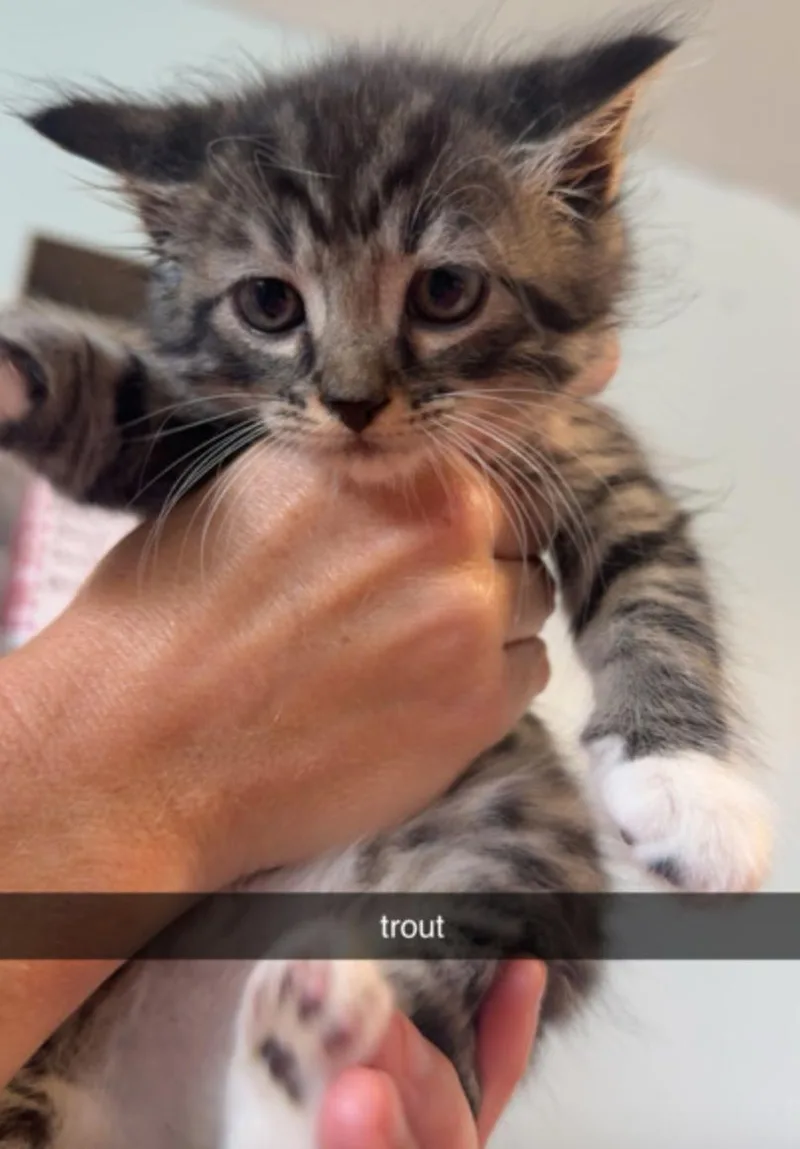 Trout thumbnail 2