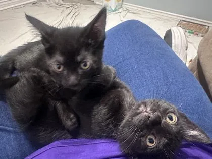 A baby medium-sized female Domestic Short Hair cat named Bose for adoption in Pleasanton, CA