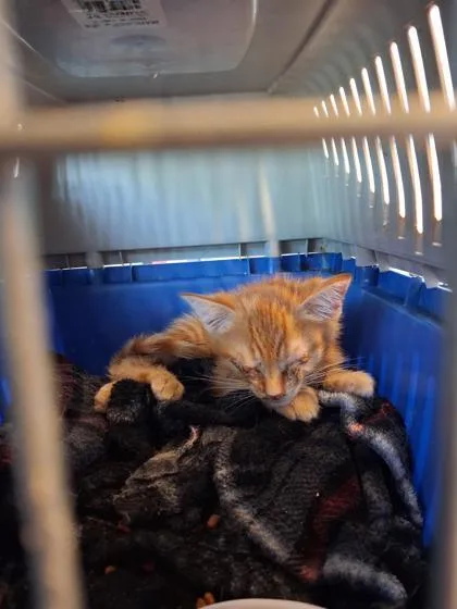 A baby small-sized male Domestic Short Hair cat named Clancy for adoption in West Chester, PA