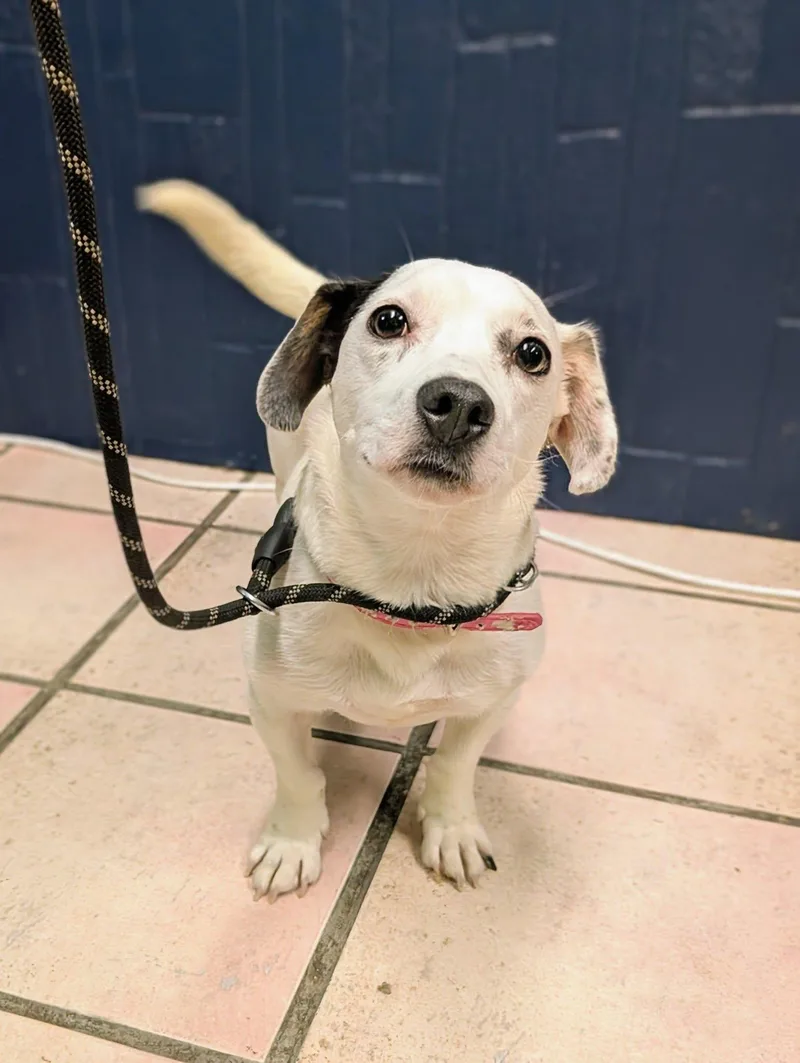 An adult small-sized female Beagle dog named Betsy for adoption in Newburgh, IN