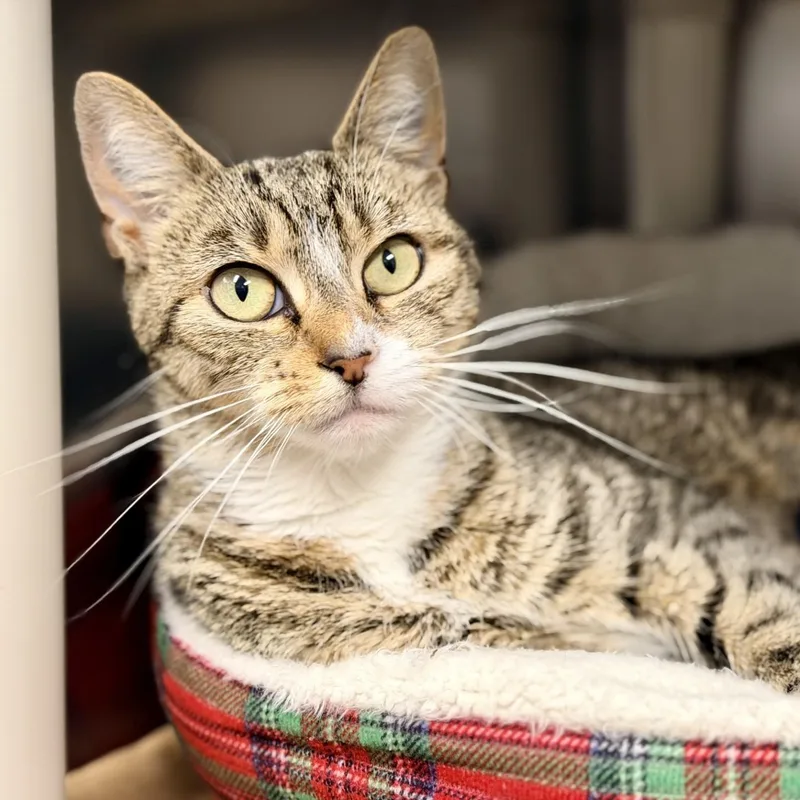 An adult medium-sized female Tabby (Brown / Chocolate) Domestic Short Hair cat named Ruby for adoption in Manahawkin, NJ