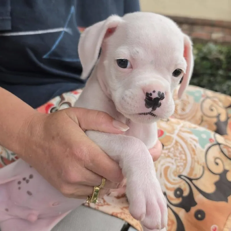A baby small-sized male Yellow / Tan / Blond / Fawn Boxer dog named NodinBasil for adoption in McMinnville, OR