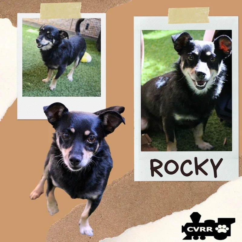 An adult small-sized male Terrier dog named Rocky for adoption in LINDSAY, CA
