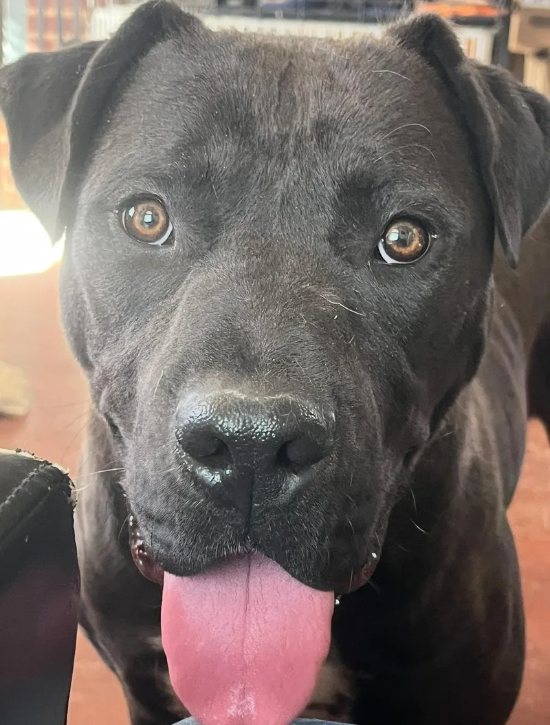Meatloaf