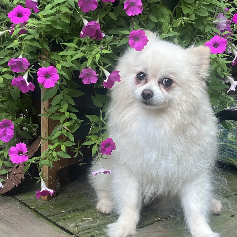An adult small-sized male Pomeranian dog named Rocky for adoption in High Point, NC