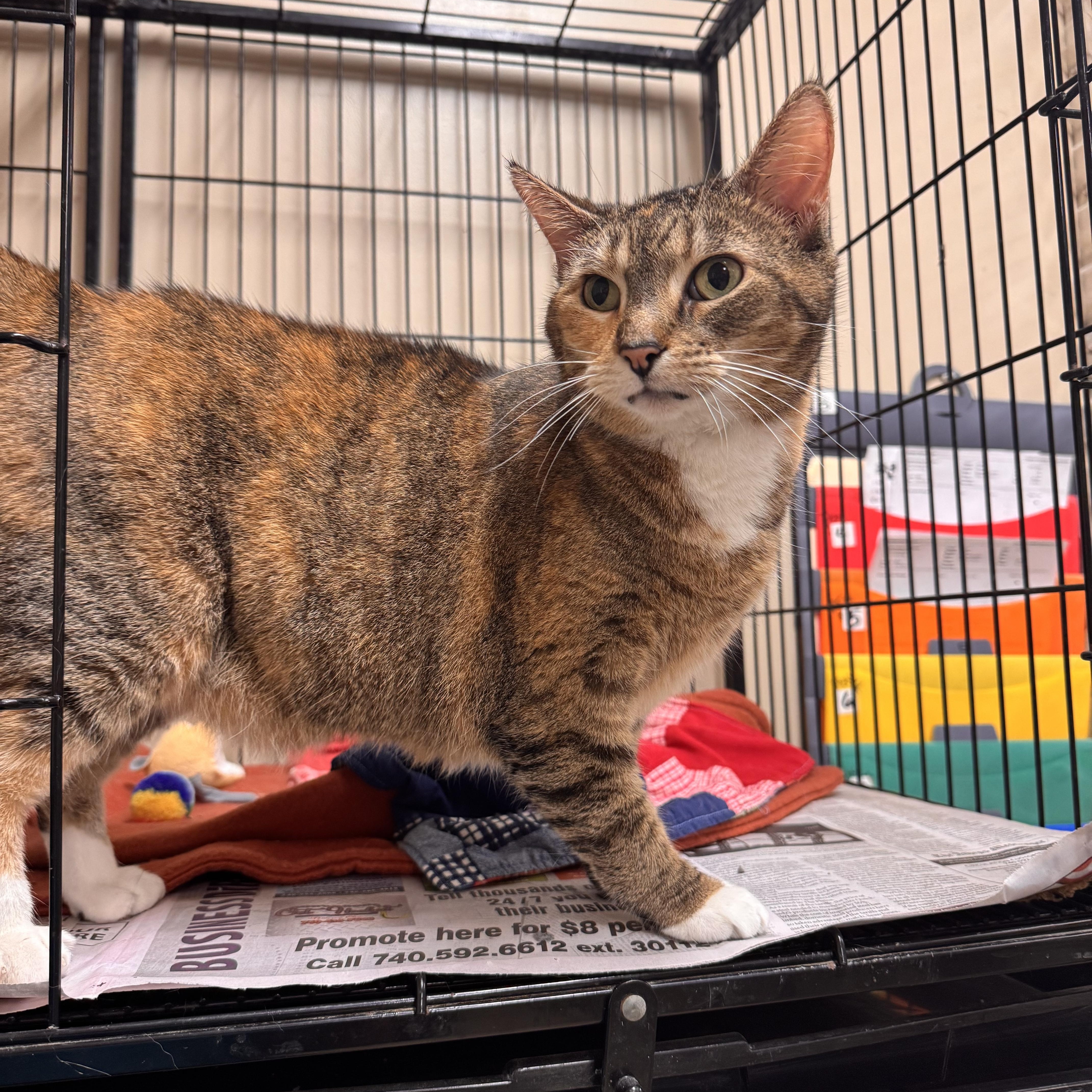 An adult medium-sized female Tabby (Tiger Striped) Domestic Short Hair cat named Lindor for adoption in Logan, OH
