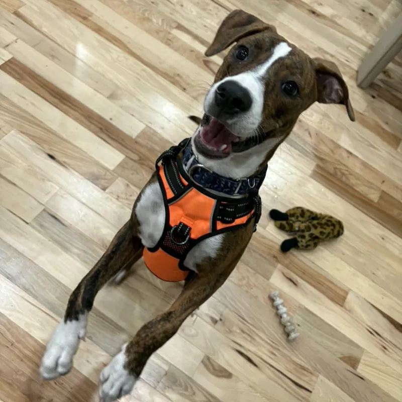 A baby medium-sized male Boxer dog named Drew for adoption in Yonkers, NY