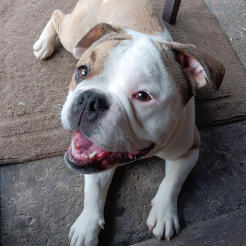 A young medium-sized male White / Cream English Bulldog dog named Clyde for adoption in Johnstown, PA