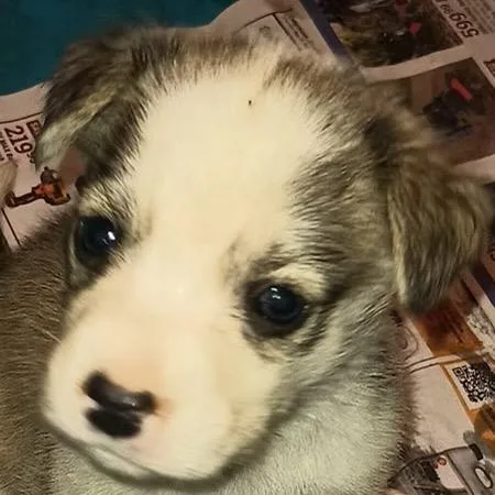 Marley Mae thumbnail 2