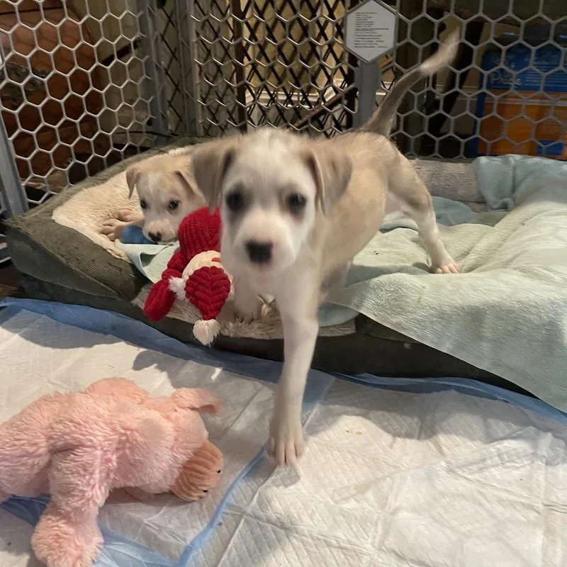 Marley Mae thumbnail 6