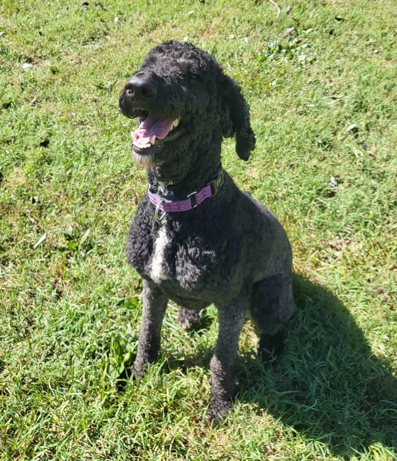 A young medium-sized male Black Goldendoodle dog named Noir for adoption in Salisbury, NC