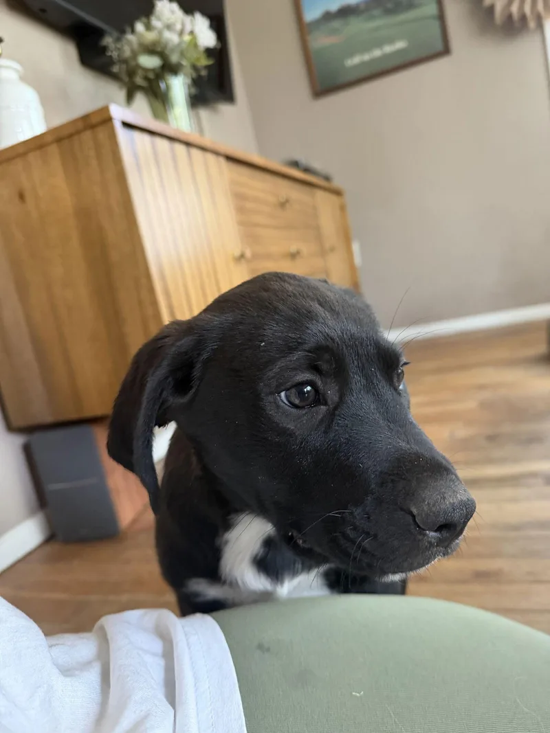 Chris Rob thumbnail 2