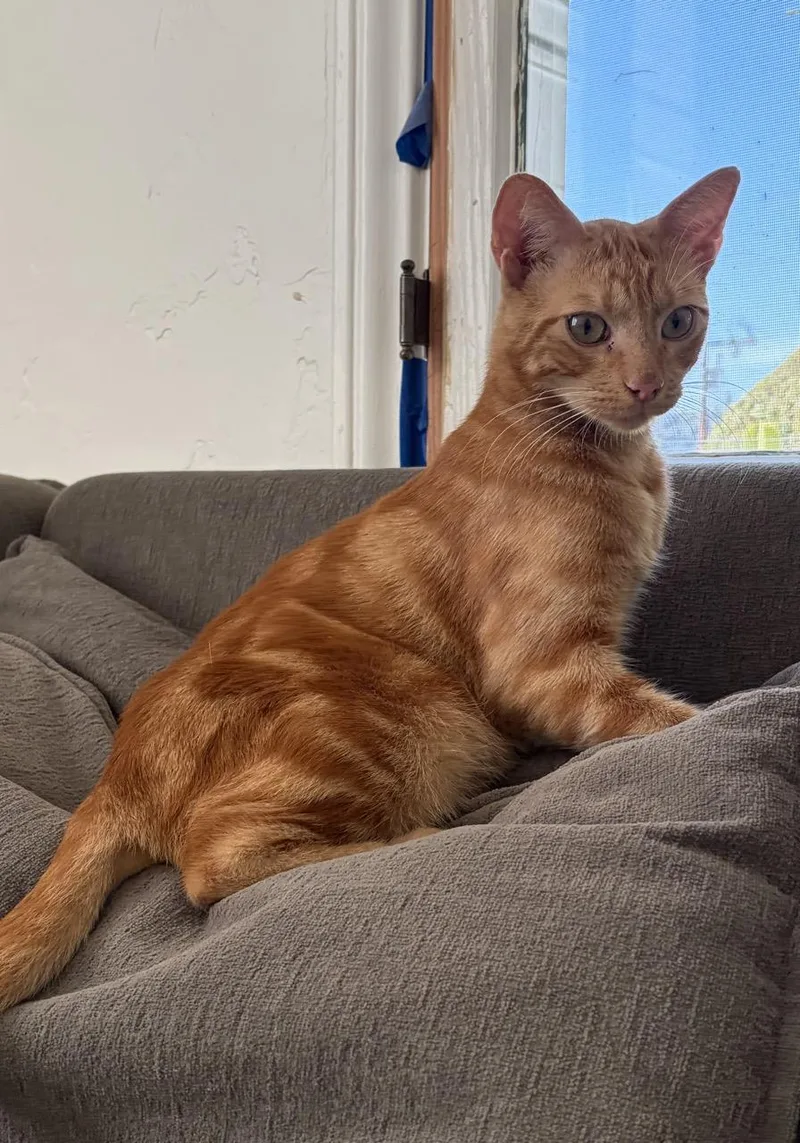 An adult large-sized male Domestic Short Hair cat named Jelly for adoption in South Pasadena, CA