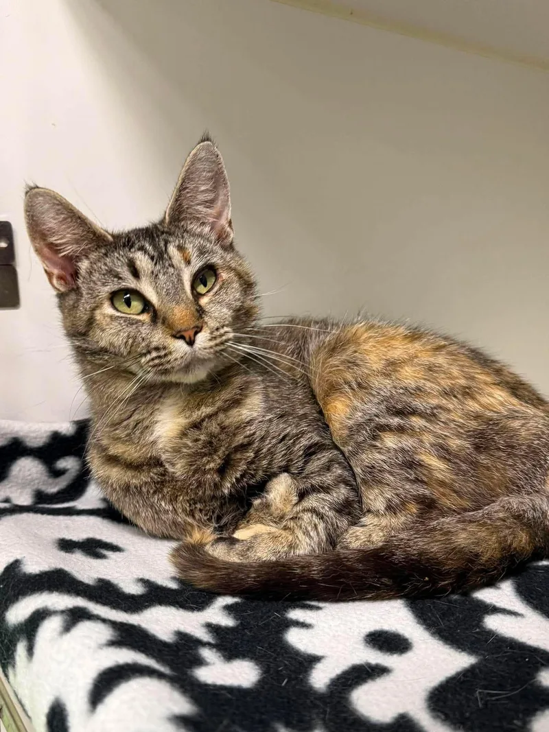 A young medium-sized female Tabby (Brown / Chocolate) Domestic Short Hair cat named Eevee for adoption in Leitchfield, KY