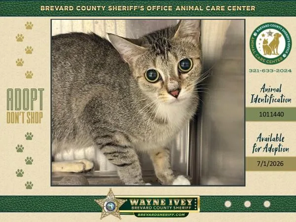 An adult small-sized female Domestic Short Hair cat named Boba for adoption in Melbourne, FL