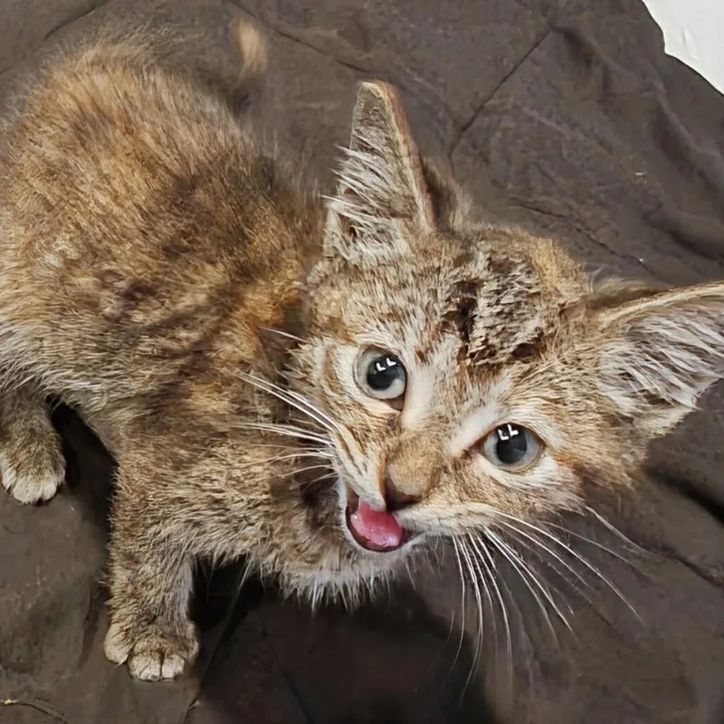 A baby small-sized female Torbie Domestic Short Hair cat named Marathon Best Friends for adoption in West Jefferson, OH