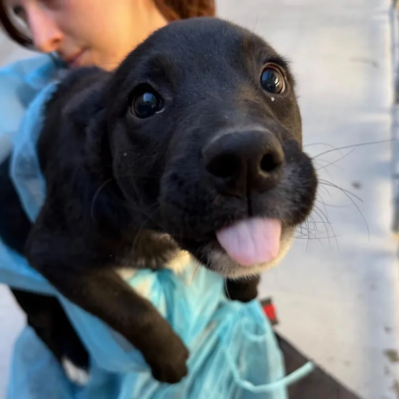 A baby small-sized female Black Australian Cattle Dog / Blue Heeler dog named Sarah for adoption in Reno, NV