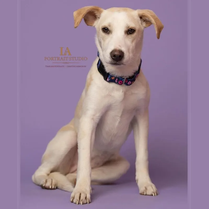 A baby medium-sized female White / Cream Labrador Retriever dog named Snow for adoption in Baldwin, MD
