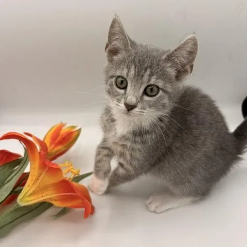 A baby medium-sized female Domestic Short Hair cat named Sprout for adoption in Springfield, MO