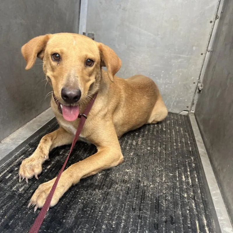 An adult medium-sized female Brown / Chocolate Shepherd dog named Kona Ice for adoption in Edinburg, TX