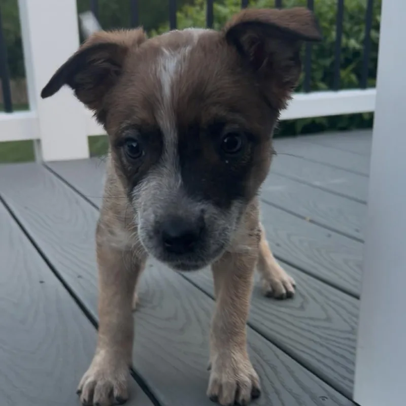 A baby small-sized female Yellow / Tan / Blond / Fawn Australian Cattle Dog / Blue Heeler dog named Beony for adoption in Fredericksburg, VA