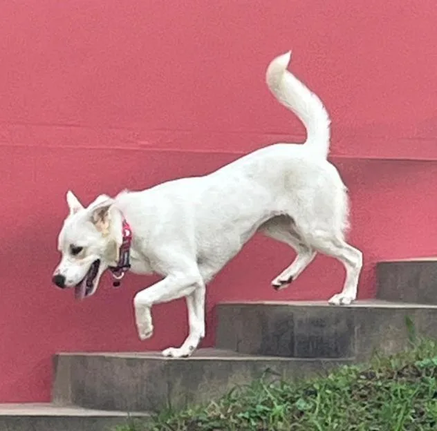 A young medium-sized female White / Cream Labrador Retriever dog named Cloud for adoption in New York, NY
