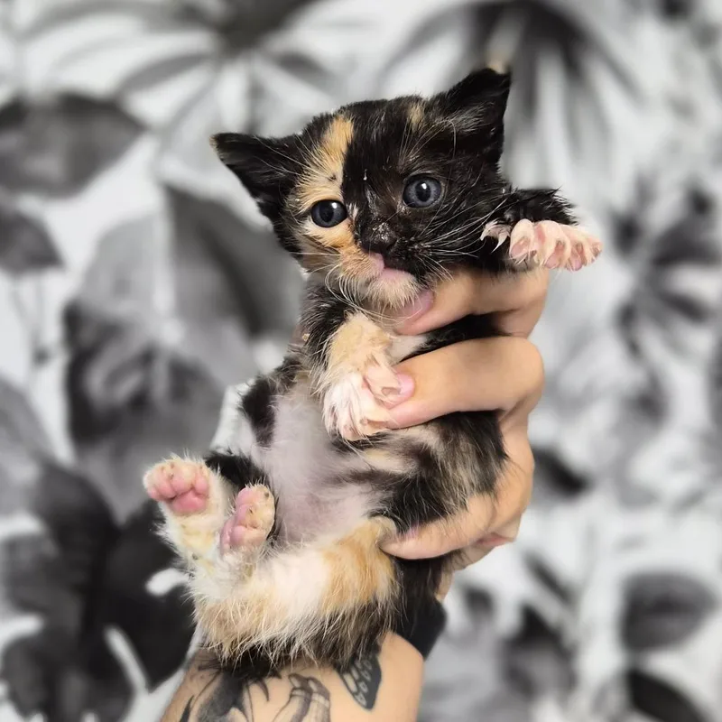 A baby small-sized female Tortoiseshell Domestic Short Hair cat named Satin for adoption in Wahiawa, HI