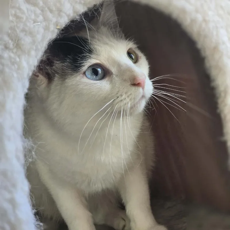 A young small-sized female White Domestic Short Hair cat named Bo Peep for adoption in Jarrettsville, MD