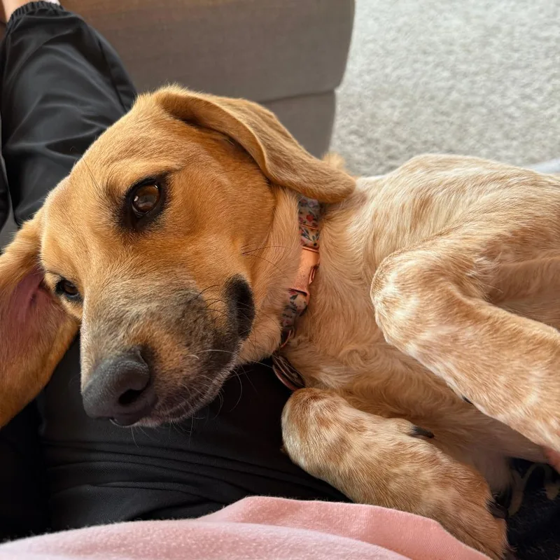 A young medium-sized female Apricot / Beige Coonhound dog named Bailey D for adoption in Princeton, MN