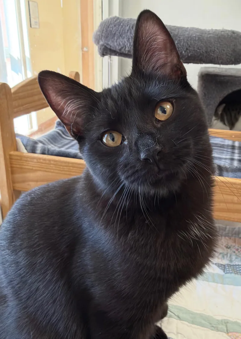 A baby medium-sized male Black Domestic Short Hair cat named Mi for adoption in Norwalk, CT