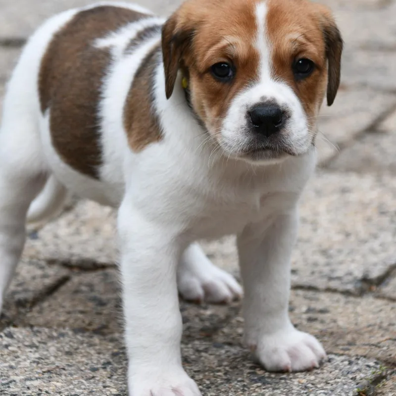 A baby medium-sized male Brown / Chocolate Mixed Breed dog named Bandit for adoption in Columbus, NC
