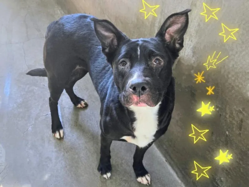 A young large-sized female German Shepherd Dog dog named Gemma for adoption in Van Nuys, CA