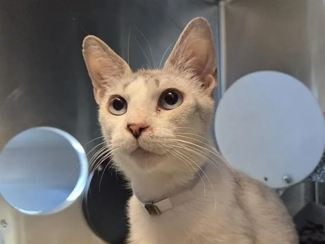 A young medium-sized female Domestic Short Hair cat named Freyja for adoption in Martinez, CA