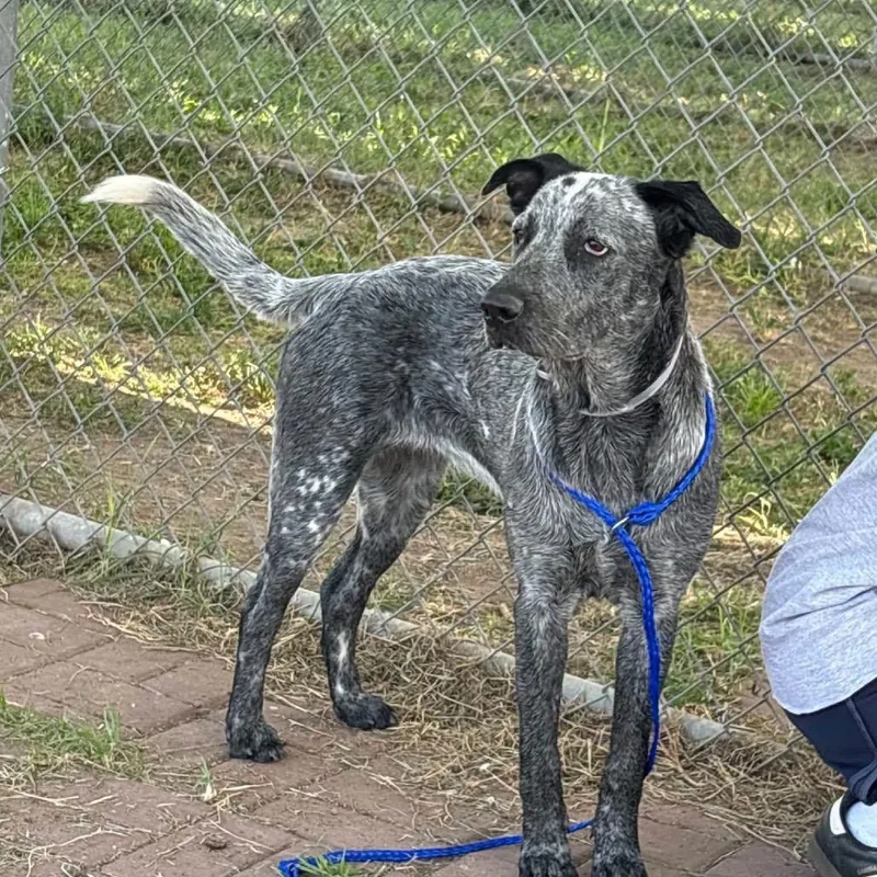 A young medium-sized female Black Australian Cattle Dog / Blue Heeler dog named Jersey Arriving D for adoption in Princeton, MN