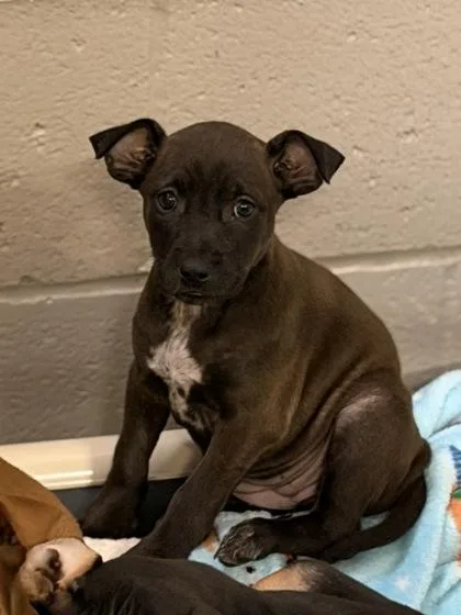 A baby small-sized female Dachshund dog named Purple People Eater for adoption in Sacramento, CA
