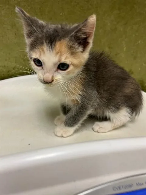 A baby small-sized female Domestic Short Hair cat named June for adoption in Riverside, CA