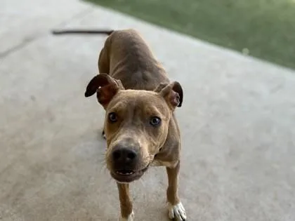 A baby medium-sized female Black Mouth Cur dog named Darla for adoption in Gainesville, FL