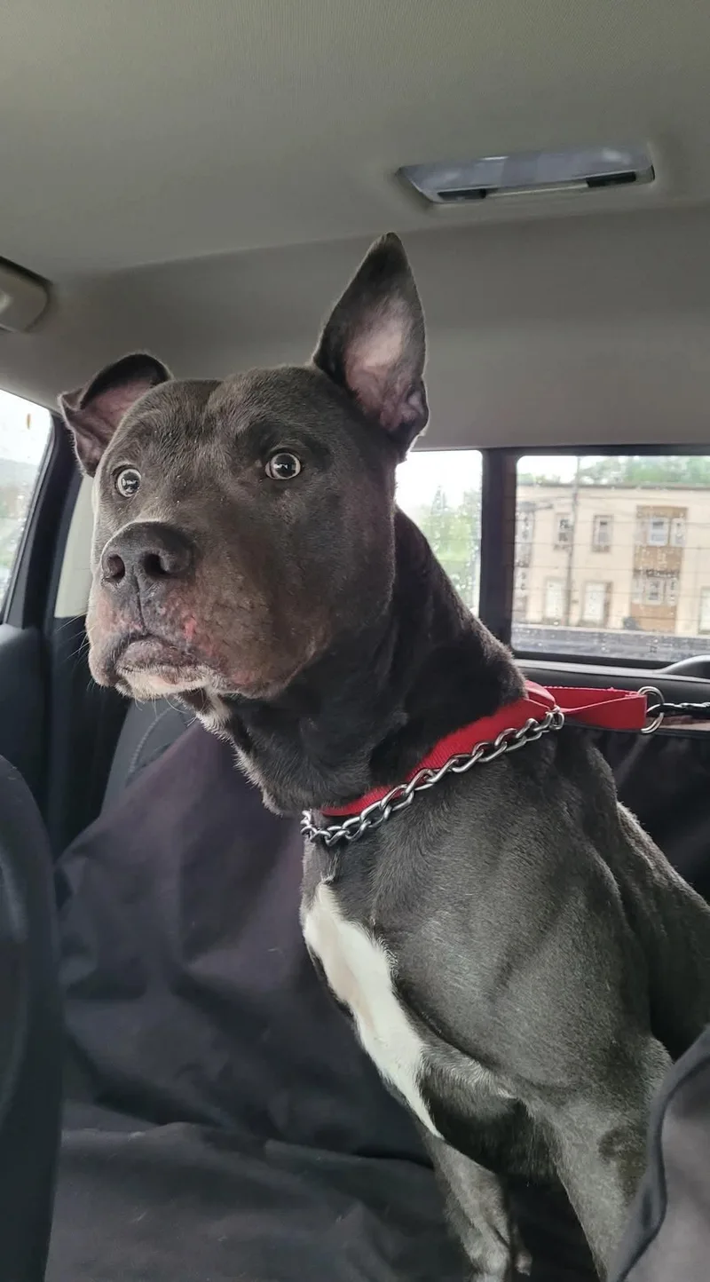 An adult medium-sized male Pit Bull Terrier dog named King for adoption in Albany, NY