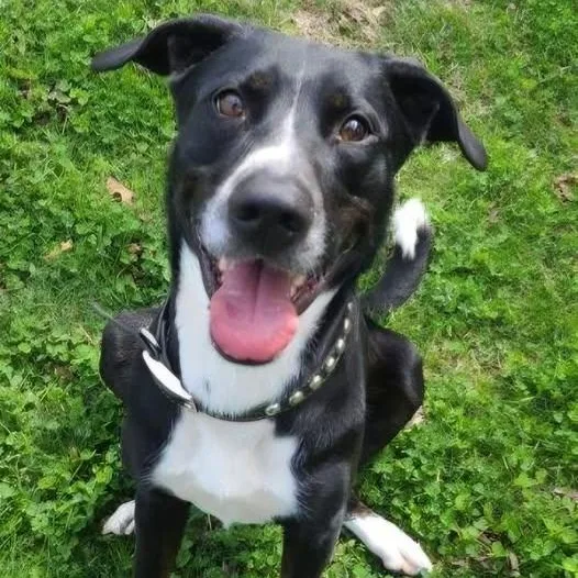 Loki